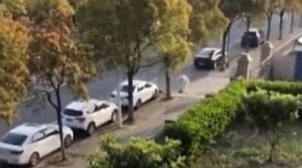 un caine a fost batut cu bestialitate pentru ca stapanul sau a fost testat pozitiv la covid 19