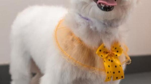 de cate ori pe zi ar trebui sa hranesti cainele