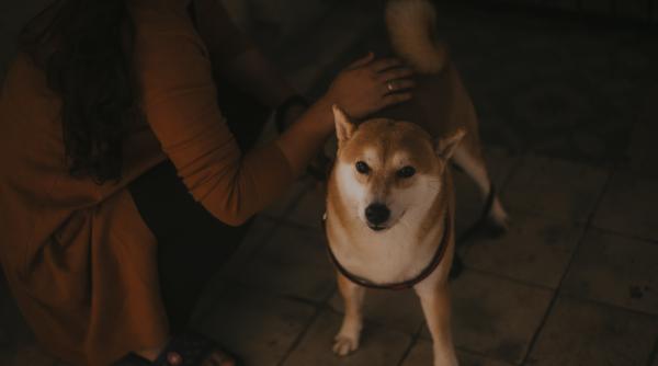 un caine din ucraina sta de mai bine de o luna si isi asteapta stapana aceasta a fost ucisa de ceceni