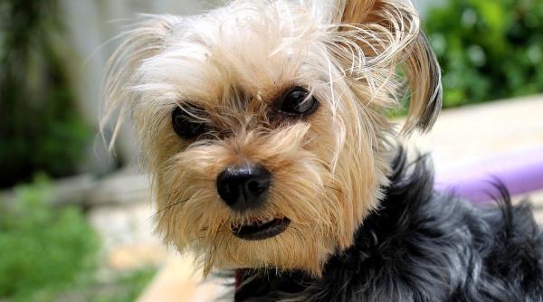 de ce cainele tau nu iti suporta soacra cu nasul lui magic simte video