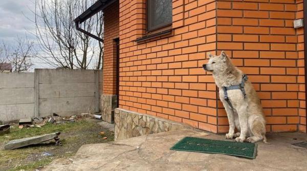 hachiko de ucraina un caine isi asteapta de o luna stapana ucisa de un cecen