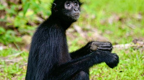 maimutelor le place alcoolul