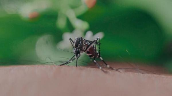 virusul zika s ar putea raspandi masiv la urmatoarele sale mutatii