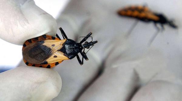 14 aprilie ziua mondiala a bolii chagas onu