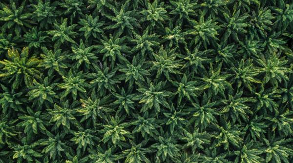 cea mai mare plantatie de canabis din europa distrusa