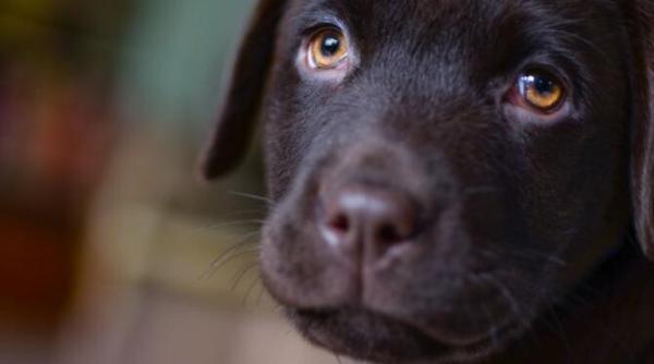 de ce cainele tau e in depresie