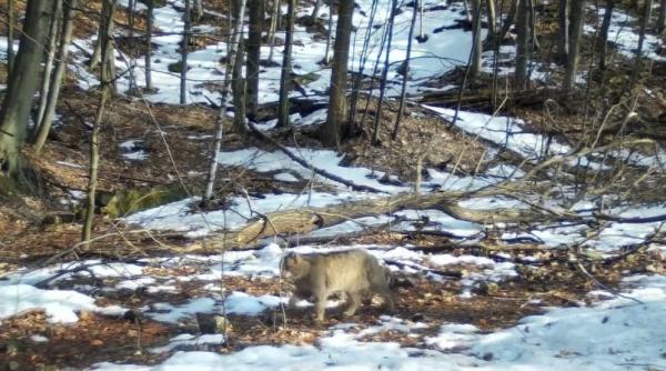 imagini rare cu o pisica salbatica care isi marcheaza teritoriul surprinse intr o padure din parcul national defileul jiului video