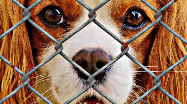 se inaspresc pedepsele pentru cei care maltrateaza animalele