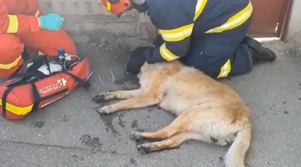 caine salvat de pompieri dintr o casa in flacari animalul zacea pe podea aduceti repede oxigen