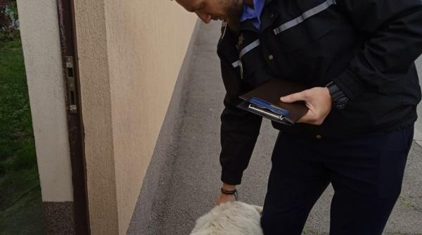 femeie din bucuresti amendata cu 5 000 de lei pentru ca nu si a sterilizat cainele