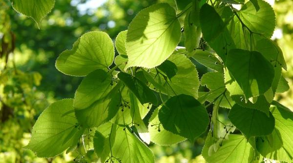 un lastar din teiul lui eminescu in regatul tarilor de jos