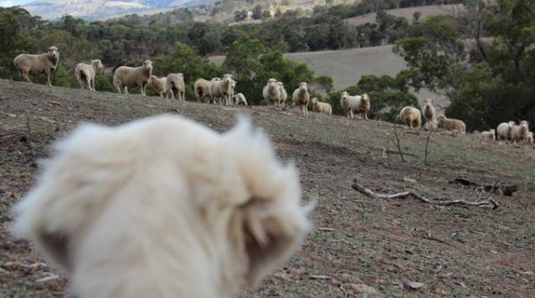 carne de caine vanduta drept carne de miel dsvsa atentionare nu de putine ori s a descoperit asta cum sa nu cazi in capcana traficantilor