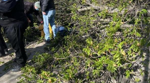 in timp ce ong uri sunt preocupate sa tomografieze scoarta copacilor arborii cad cu totul in capul oamenilor care se plimba in parc parcurile capitalei lasate de izbeliste incep sa faca victime