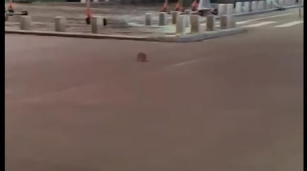 video sobolanca lui clotilde filmata pe calea victoriei daca iese in calea unui biciclist