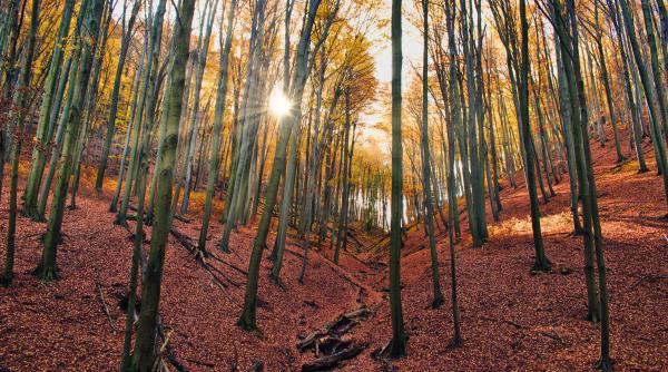 carmen avram ce ni se pregateste in materie de paduri de la nivelul ue si cat de tare trebuie sa ne ingrijoreze sau sa ne bucure schimbarile