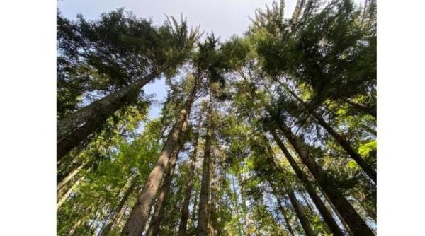 din drona poate parea o padure distrusa dar realitatea e alta carmen avram exista campanii de denigrare la adresa romaniei