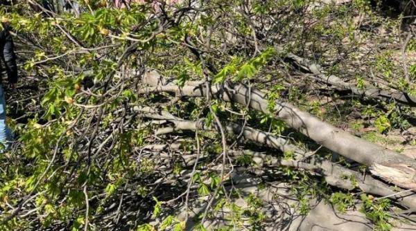 un copac a cazut peste o femeie si sotul ei in parcul cismigiu in 2022 compania municipala nu a primit nicio solicitare pentru toaletarea copacilor din acest parc