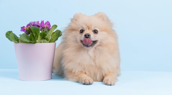 caini dieta vegana este cea mai sanatoasa noul studiu