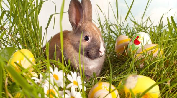 bancuri de paste cele mai amuzante bancuri cu iepurasul