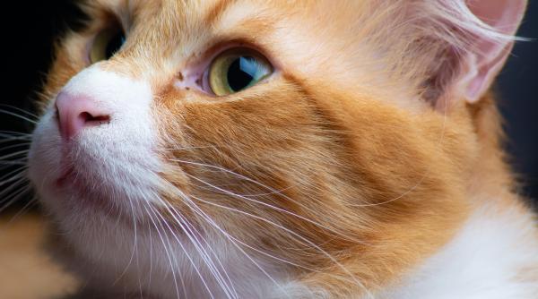 o pisica disparuta de cinci ani a fost descoperita pe o platforma petroliera maritima