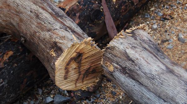 taierile ilegale de paduri din tara noastra carmen avram exista campanii de denigrare la adresa romaniei interese private occidentale