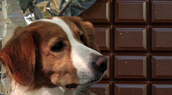 de ce nu au voie cainii sa manance ciocolata