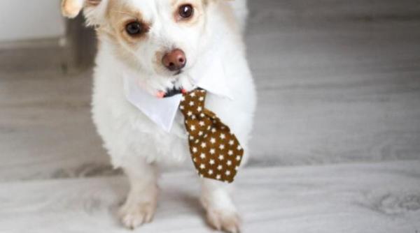 de ce ofteaza cainele tau