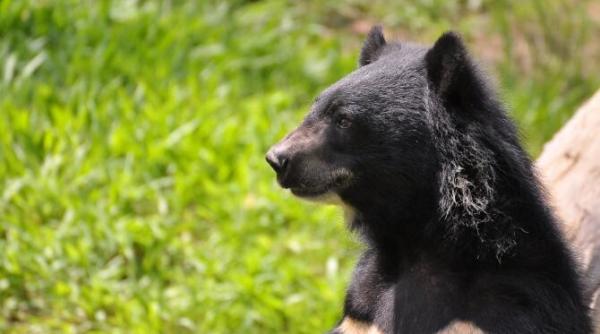 un chirias auzea sunete ciudate sub casa a descoperit cinci animale care hibernau