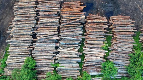 banii pentru paduri folositi la jumatate carmen avram in perioada 2023 2027 primim de cinci ori mai multe fonduri