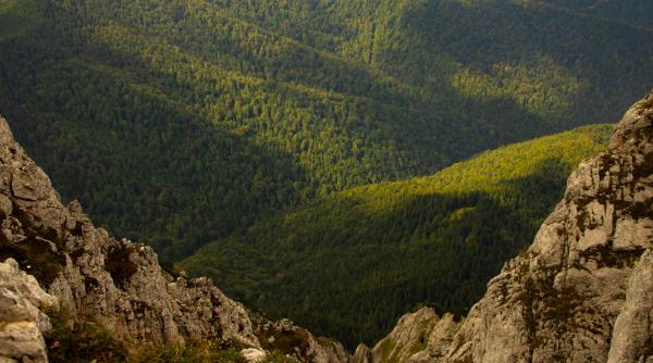 brand de tara pentru paduri carmen avram ni l au facut altii o sa ramanem cum e copilul acela batausul clasei