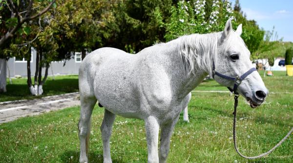 calul jandarmeriei sarlatan in varsta de 18 ani isi cauta stapan