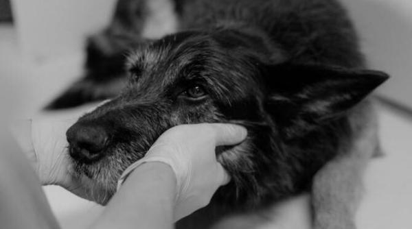 ce fac cainii inainte sa moara