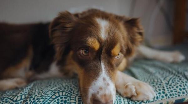 cainele tau nu trebuie sa consume in niciun caz urmatoarele alimente