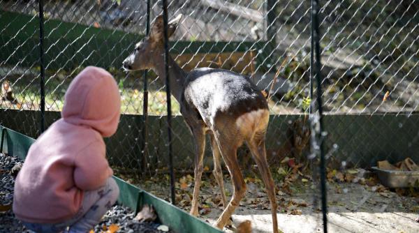 galati intrarea libera la institutiile de cultura din subordinea consiliului judetean