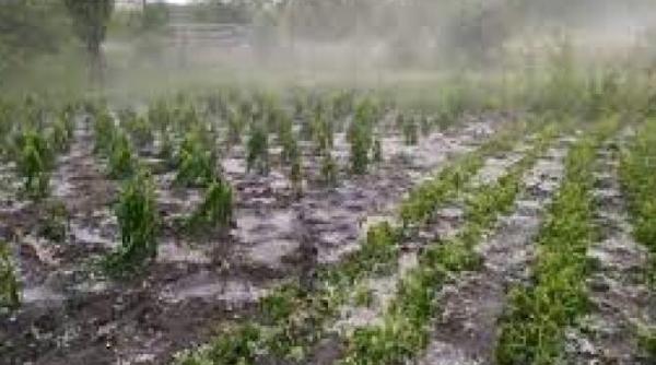 prefectura vrancea masuri pentru producatorii afectati de fenomenele meteo periculoase