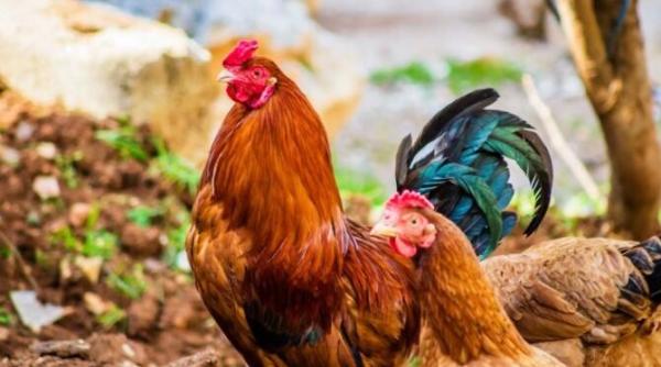 sua gripa aviara de tip h5 a ajuns la om anuntul cdc