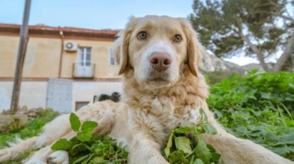 istet blajin si dornic sa faca pe plac cainele golden retriever exceleaza ca animal de companie