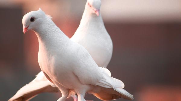 ai visat un porumbel alb ce semnificatie are culoarea lui