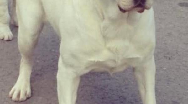 andreea balan si george burcea scandal pe cainele familiei amenintari cu plangeri la protectia animalelor