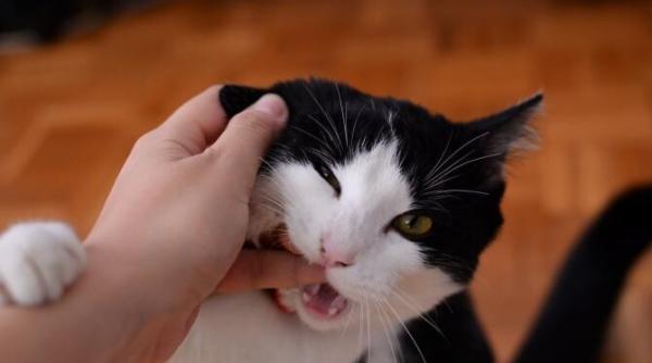 cum iti dai seama ca pisica te iubeste iata cateva indicii