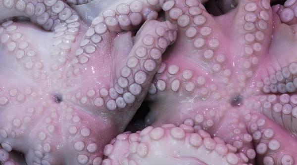 un calamar gigant a fost descoperit pe o plaja din africa de sud foto in articol