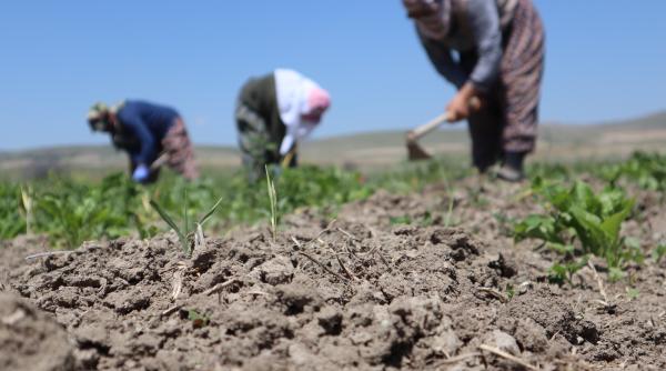 isi ara pamantul si a gasit un inel de par din aur vechi de peste 3 000 de ani