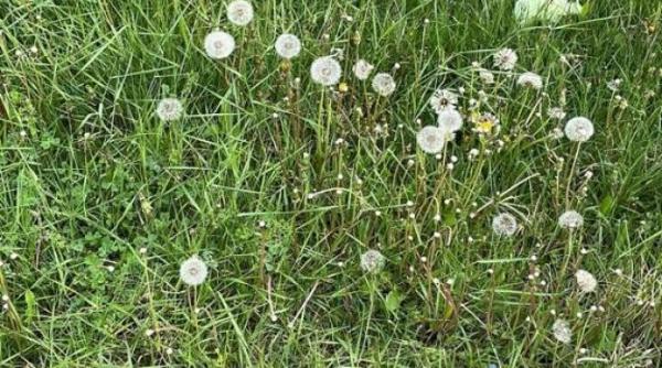 prognoza meteo mai 2022 meteo pentru urmatoarele patru saptamani