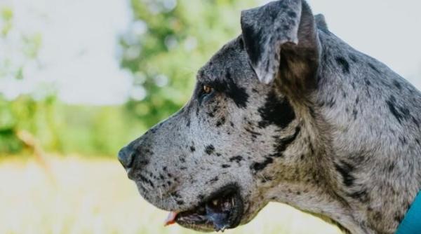 cel mai inalt caine din texas