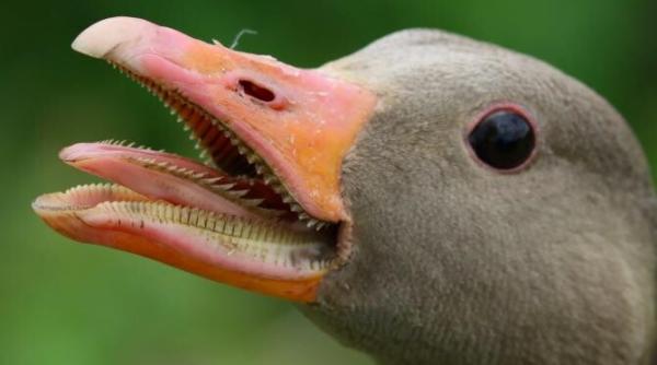 criza in franta lipsa de foie gras in restaurantele michelin