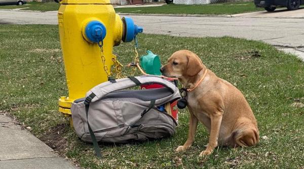 imaginea impresionanta cu fetita o catelusa abandonata langa o geanta plina cu lucrurile ei favorite mesajul emotionant catre proprietar face inconjurul lumii