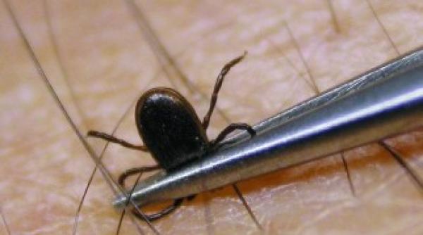 primaria capitalei a inceput al doilea tratament pentru combaterea capuselor ce sa faci daca se intampla sa fii muscat