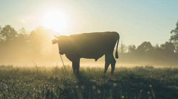 diferenta dintre moldova si maramures bulai a povestit exemplele cu vaca si babutele de la porti