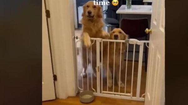 video cu gestul adorabil facut de doi catei atunci cand au cunoscut bebelusul familiei