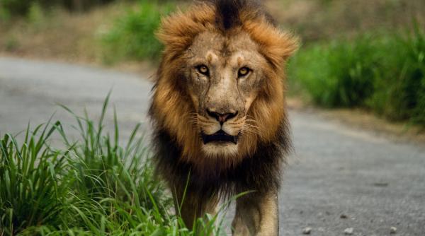 alerta in targoviste un leu se plimba liber intr un cartier din municipiu